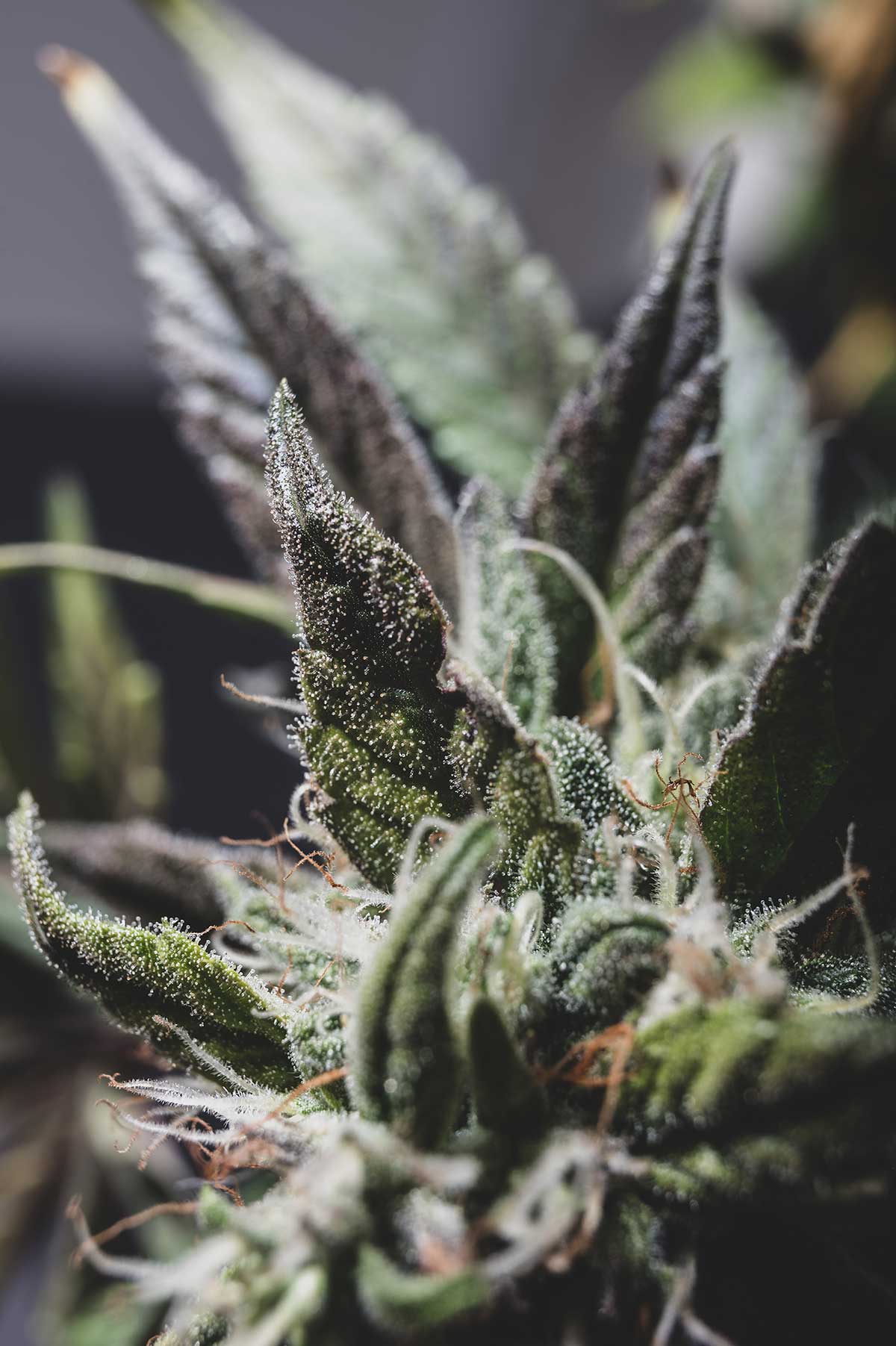 Cannabis Strains and Their Effects